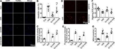 Gastrin Attenuates Renal Ischemia/Reperfusion Injury by a PI3K/Akt/Bad-Mediated Anti-apoptosis Signaling